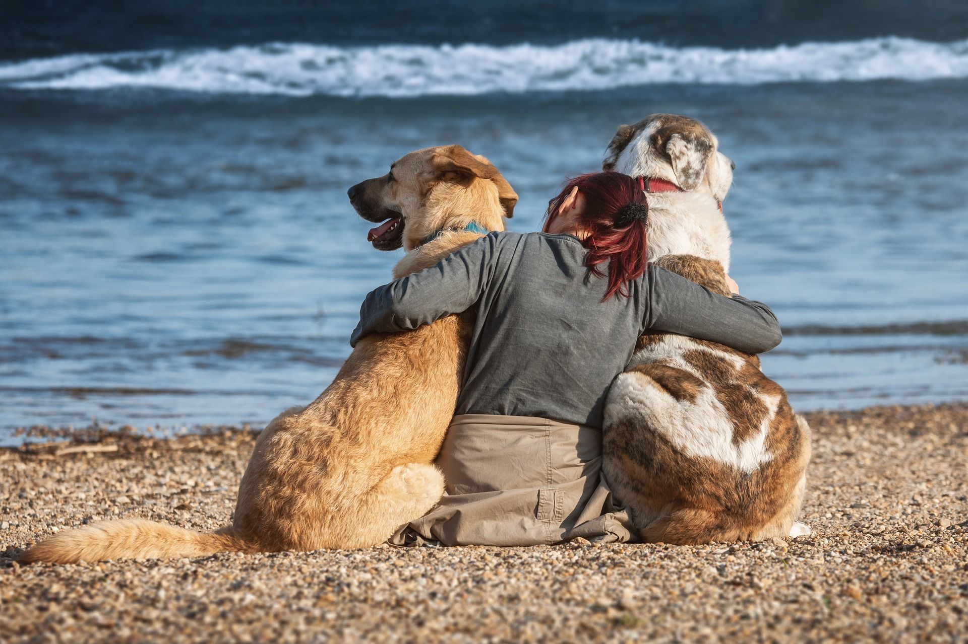 A person sitting on a beach cuddling their dogs