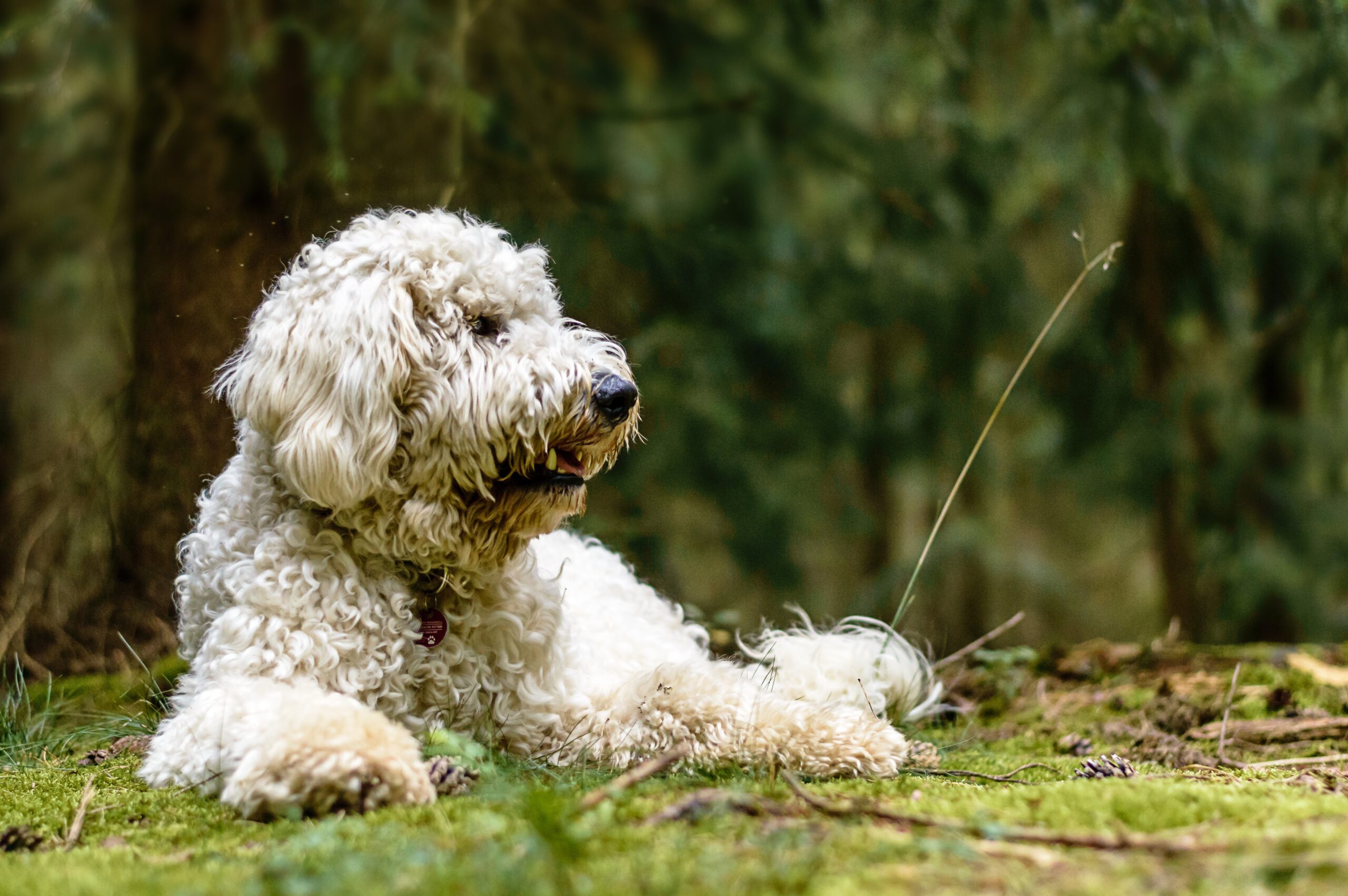 A fluffy golden doodle dog sitting outdoors in a bright setting